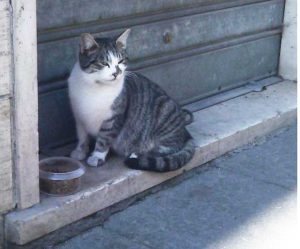 Bastet associazione felina viterbese - Parte civile nel processo