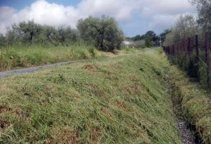 Montefiascone - Ripulita la via Francigena 