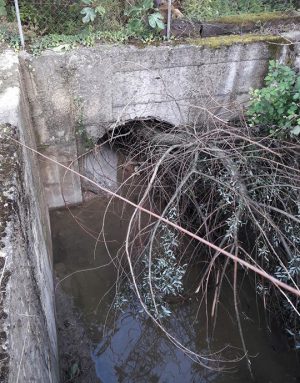 Un albero ostruisce un canale di scolo a Orte
