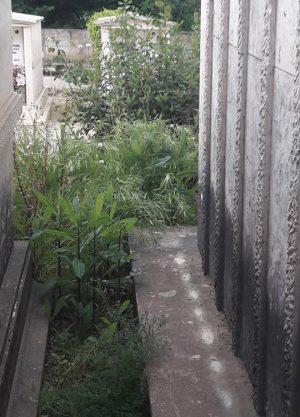 erbacce al cimitero orte