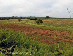 Viterbo - Coltivazioni sui Monti Cimini