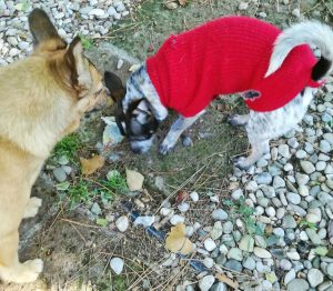 Viterbo - Cane trovato in strada Signorino