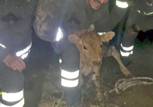 Grotte Santo Stefano - I vigili del fuoco salvano il vitellino 