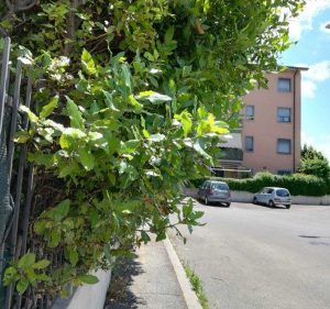 Viterbo - Marciapiedi inaccessibili in via Tarconte