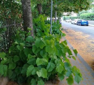 Viterbo - Marciapiedi inaccessibili in via Tarconte