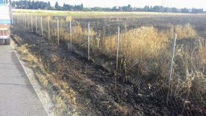 Tarquinia - Incendio in un campo di grado in località Farnesiana
