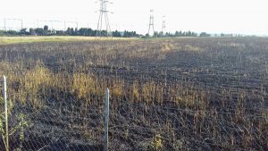 Tarquinia - Incendio in un campo di grado in località Farnesiana