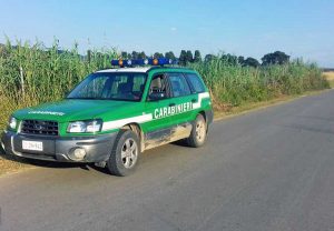 Tarquinia - Incendio in un campo di grado in località Farnesiana - L'intervento dei carabinieri forestali