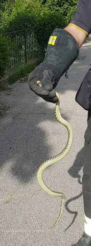 Soriano - Serpente trovato nella macchina