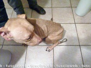 Sutri - Una cane che sarebbe stato maltrattato in una casa a Fonte Vivola
