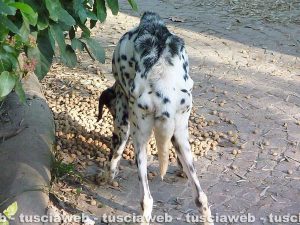 Sutri - Una cane che sarebbe stato maltrattato in una casa a Fonte Vivola