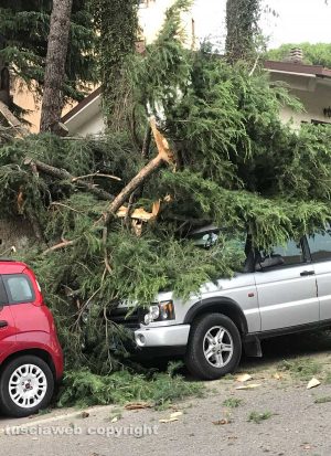 Viterbo - Via Monti Cimini - L'albero che si è abbattuto sulla macchina