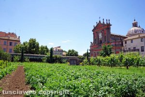 Viterbo - L'orto della chiesa della Trinità