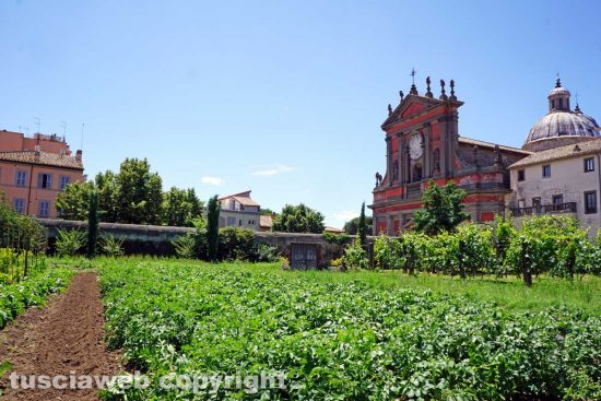 Viterbo - L'orto della chiesa della Trinità
