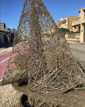 Montalto di Castro - Una pianta secca messa a dimora sul lungomare