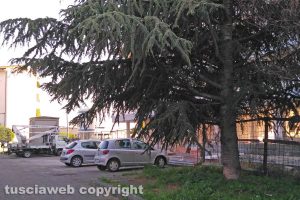 Viterbo - Albero morto in via Santa Lucia