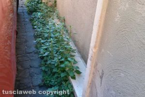 Viterbo - Incuria in centro