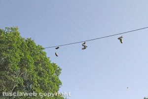 Tobia - L'albero delle scarpe da tennis
