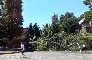 Albero caduto a via Grotticella - La polizia locale sul posto