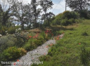 Montefiascone - erbacce nelle aiuole