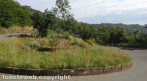 Montefiascone - erbacce nelle aiuole