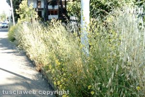 Viterbo - Mazzetta - Il marciapiede sommerso dalle erbacce