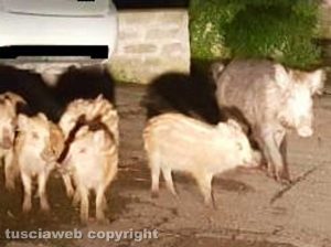 Viterbo - Un cinghiale e i suoi cuccioli al Murialdo
