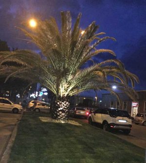 Orte - La palma illuminata con i ledOrte - La palma illuminata con i led