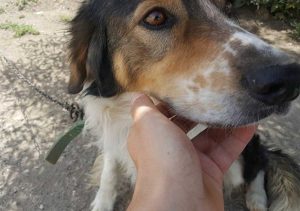 Cane in cerca di adozione