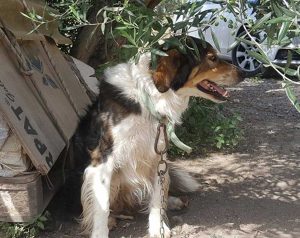 Cane in cerca di adozione