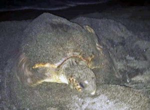 Montalto di Castro - Nido di tartaruga caretta caretta in spiaggia