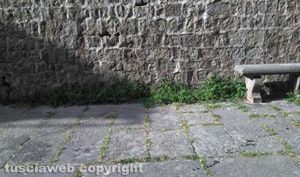 Viterbo - Quartiere San Pellegrino - Erbacce e degrado