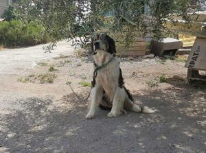 Cane in cerca di adozione