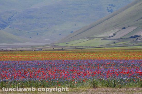 Castelluccio di Norcia - Lo scatto di Giuseppe Rapiti