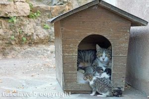 Viterbo - La colonia felina di Ferento