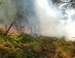 Tarquinia - L'incendio nella pineta di San Giorgio