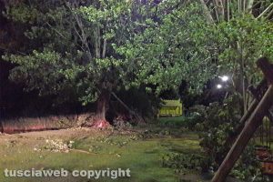 Montefiascone - Alberi abbattuti sul lungolago - L'intervento dell'Asvom
