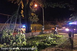 Montefiascone - Alberi abbattuti sul lungolago - L'intervento dell'Asvom