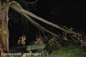 Montefiascone - Alberi abbattuti sul lungolago - L'intervento dell'Asvom