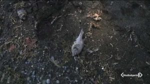 Montefiascone - Il servizio di Studio Aperto sulla moria dei pesci al lago di Bolsena