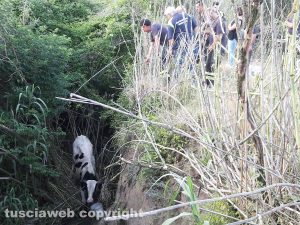 Montefiascone – Vitello precipita in un fosso - L'intervento di vigili del fuoco e Asvom
