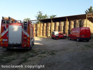 Montefiascone – Vitello precipita in un fosso - L'intervento di vigili del fuoco e Asvom