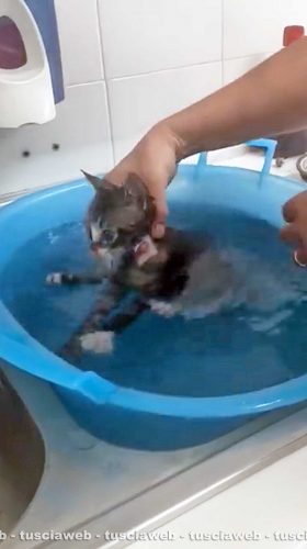 Montefiascone - Skiler, il gattino in coma per quattro giorni dopo essere stato investito