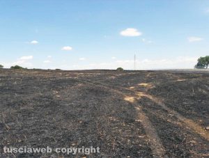 Viterbo - Incendio di bosco e sterpaglie a Fastello