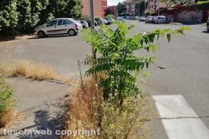Viterbo - Erbacce in via Monti Cimini