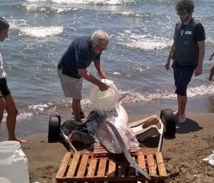 Tarquinia - Delfino spiaggiato a Marina Velca