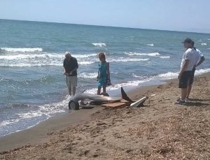 Tarquinia - Delfino spiaggiato a Marina Velca