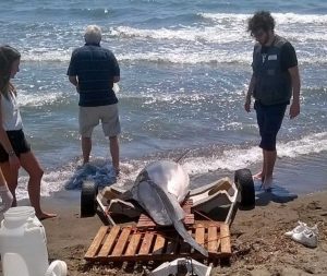 Tarquinia - Delfino spiaggiato a Marina Velca