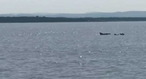 I delfini avvistati nel mare di Montalto 