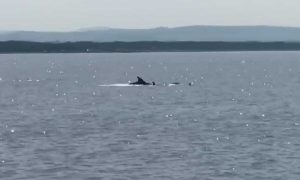 I delfini avvistati nel mare di Montalto 